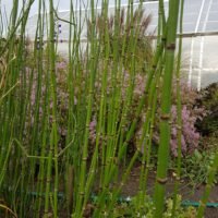 Equisetum camtschatcense