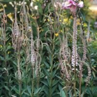 Veronicastrum virginicum ‘Alboroseum’
