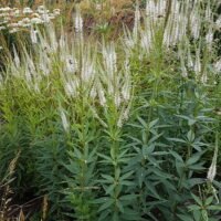 Veronicastrum ‘Album’