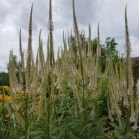 Veronicastrum ‘Album’