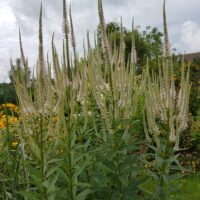 Veronicastrum ‘Album’