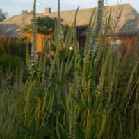 Veronicastrum ‘Album’