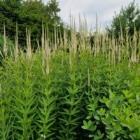 Veronicastrum ‘Album’
