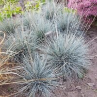 Festuca glauca