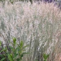Festuca glauca