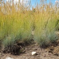 Festuca glauca