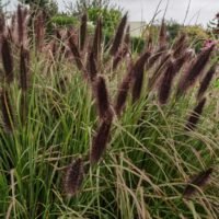 Pennisetum alopecuroides ‘Black Beauty’