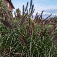 Pennisetum alopecuroides ‘Black Beauty’