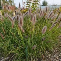 Pennisetum alopecuroides ‘Black Beauty’