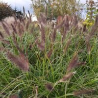 Pennisetum alopecuroides ‘Black Beauty’