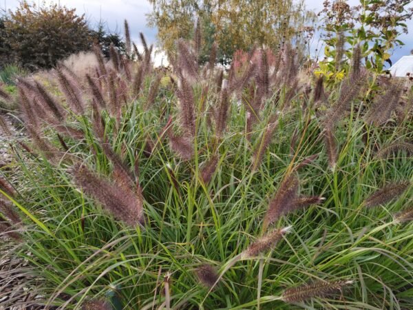 Pennisetum alopecuroides Black Beauty Gėlių Dvarelis