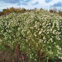 Boltonia ‘Snowbank’