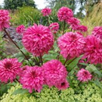 Echinacea ‘Blackberry Truffe’