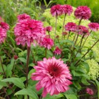 Echinacea ‘Blackberry Truffe’