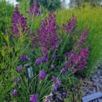 Salvia ‘Schwellenburg’