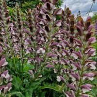 Acanthus hungaricus