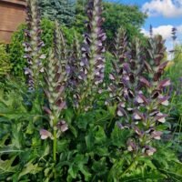 Acanthus hungaricus
