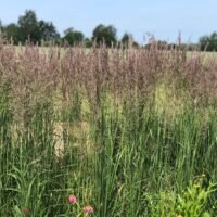 Calamagrostis ‘Karl Foerster’