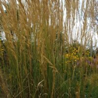 Calamagrostis ‘Karl Foerster’