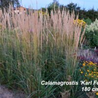 Calamagrostis ‘Karl Foerster’