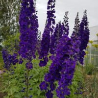 Delphinium