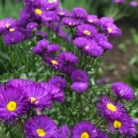 Erigeron ‘Dominator’