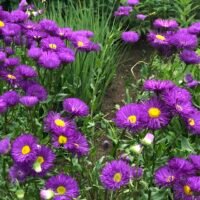 Erigeron ‘Dominator’