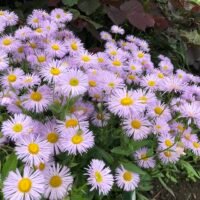 Erigeron ‘Quakeress’