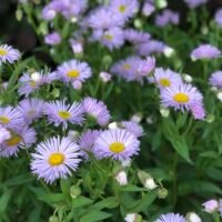 Erigeron ‘Quakeress’