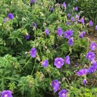 Geranium ‘Orion’