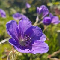 Geranium ‘Orion’