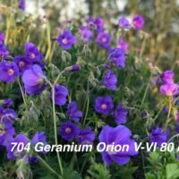 Geranium ‘Orion’