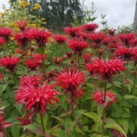 Monarda ‘Gardenview Scarlet’