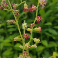 Tellima grandiflora