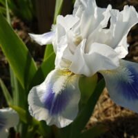 Iris ‘Blue Pools’