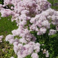 Thalictrum aquilegifolium