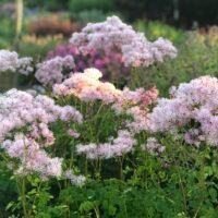 Thalictrum aquilegifolium