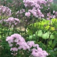 Thalictrum aquilegifolium