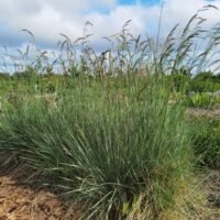 Helictotrichon sempervirens