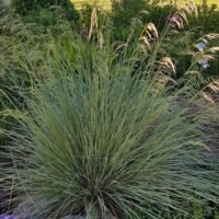 Helictotrichon sempervirens