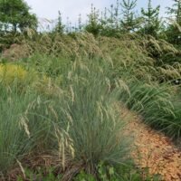 Helictotrichon sempervirens