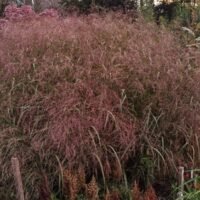 Panicum virgatum ‘Squaw’