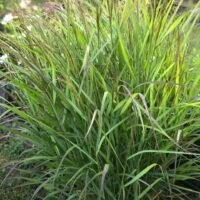Panicum virgatum ‘Squaw’