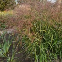 Panicum virgatum ‘Squaw’