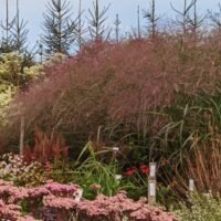 Panicum virgatum ‘Squaw’