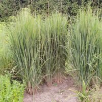 Panicum virgatum ‘Northwind’