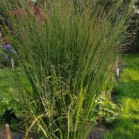 Panicum virgatum ‘Northwind’