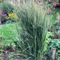 Panicum virgatum ‘Northwind’