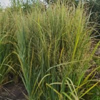 Panicum virgatum ‘Northwind’