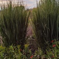 Panicum virgatum ‘Northwind’